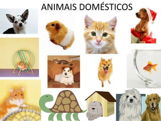 ANIMAIS DOMÉSTICOS
 