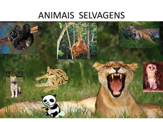 ANIMAIS SELVAGENS
 