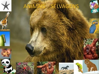 ANIMAIS SELVAGENS
 