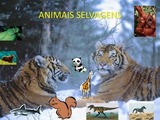 ANIMAIS SELVAGENS
 