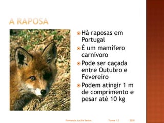 A RaposaHá raposas em PortugalÉ um mamífero carnívoroPode ser caçada entre Outubro e FevereiroPodem atingir 1 m de comprimento e pesar até 10 kgFormanda: Lucilia Santos                         Turma 1.2                2010
