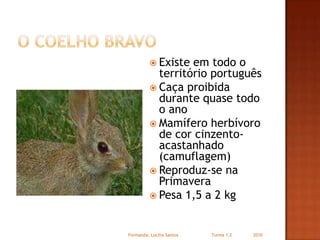 O coelho bravoExiste em todo o território portuguêsCaça proibida durante quase todo o anoMamífero herbívoro de cor cinzento-acastanhado (camuflagem)Reproduz-se na PrimaveraPesa 1,5 a 2 kgFormanda: Lucilia Santos                         Turma 1.2                2010