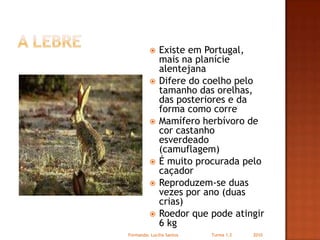 A lebreExiste em Portugal, mais na planície alentejanaDifere do coelho pelo tamanho das orelhas, das posteriores e da forma como correMamífero herbívoro de cor castanho esverdeado (camuflagem)É muito procurada pelo caçadorReproduzem-se duas vezes por ano (duas crias)Roedor que pode atingir 6 kgFormanda: Lucilia Santos                         Turma 1.2                2010