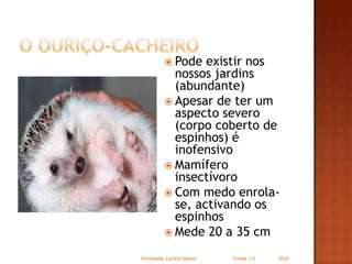 O ouriço-cacheiroPode existir nos nossos jardins (abundante)Apesar de ter um aspecto severo (corpo coberto de espinhos) é inofensivoMamífero insectívoroCom medo enrola-se, activando os espinhosMede 20 a 35 cmFormanda: Lucilia Santos                         Turma 1.2                2010
