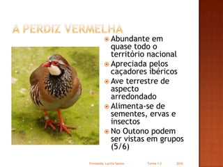 A perdiz vermelhaAbundante em quase todo o território nacionalApreciada pelos caçadores ibéricosAve terrestre de aspecto arredondadoAlimenta-se de sementes, ervas e insectosNo Outono podem ser vistas em grupos (5/6)Formanda: Lucilia Santos                         Turma 1.2                2010