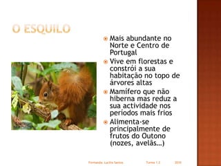 O esquiloMais abundante no Norte e Centro de PortugalVive em florestas e constrói a sua habitação no topo de árvores altasMamífero que não hiberna mas reduz a sua actividade nos períodos mais friosAlimenta-se principalmente de frutos do Outono (nozes, avelãs…)Formanda: Lucilia Santos                         Turma 1.2                2010