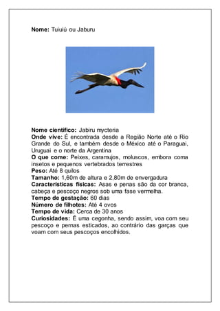 Nome: Tuiuiú ou Jaburu
Nome cientifico: Jabiru mycteria
Onde vive: É encontrada desde a Região Norte até o Rio
Grande do Sul, e também desde o México até o Paraguai,
Uruguai e o norte da Argentina
O que come: Peixes, caramujos, moluscos, embora coma
insetos e pequenos vertebrados terrestres
Peso: Até 8 quilos
Tamanho: 1,60m de altura e 2,80m de envergadura
Características físicas: Asas e penas são da cor branca,
cabeça e pescoço negros sob uma fase vermelha.
Tempo de gestação: 60 dias
Número de filhotes: Até 4 ovos
Tempo de vida: Cerca de 30 anos
Curiosidades: É uma cegonha, sendo assim, voa com seu
pescoço e pernas esticados, ao contrário das garças que
voam com seus pescoços encolhidos.
 