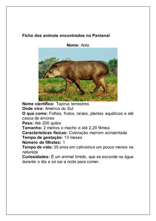 Ficha dos animais encontrados no Pantanal
Nome: Anta
Nome cientifico: Tapirus terrestres
Onde vive: América do Sul
O que come: Folhas, frutos, raízes, plantas aquáticas e até
casca de árvores
Peso: Até 200 quilos
Tamanho: 2 metros o macho e até 2,20 fêmea
Características físicas: Coloração marrom acinzentada
Tempo de gestação: 13 meses
Número de filhotes: 1
Tempo de vida: 35 anos em cativeiro e um pouco menos na
natureza
Curiosidades: É um animal tímido, que se esconde na água
durante o dia e só sai a noite para comer.
 