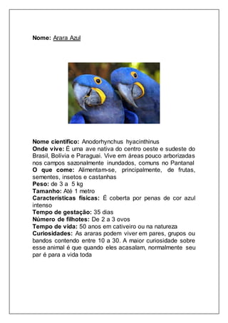 Nome: Arara Azul
Nome cientifico: Anodorhynchus hyacinthinus
Onde vive: É uma ave nativa do centro oeste e sudeste do
Brasil, Bolívia e Paraguai. Vive em áreas pouco arborizadas
nos campos sazonalmente inundados, comuns no Pantanal
O que come: Alimentam-se, principalmente, de frutas,
sementes, insetos e castanhas
Peso: de 3 a 5 kg
Tamanho: Até 1 metro
Características físicas: É coberta por penas de cor azul
intenso
Tempo de gestação: 35 dias
Número de filhotes: De 2 a 3 ovos
Tempo de vida: 50 anos em cativeiro ou na natureza
Curiosidades: As araras podem viver em pares, grupos ou
bandos contendo entre 10 a 30. A maior curiosidade sobre
esse animal é que quando eles acasalam, normalmente seu
par é para a vida toda
 