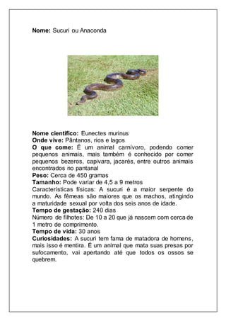 Nome: Sucuri ou Anaconda
Nome cientifico: Eunectes murinus
Onde vive: Pântanos, rios e lagos
O que come: É um animal carnívoro, podendo comer
pequenos animais, mais também é conhecido por comer
pequenos bezeros, capivara, jacarés, entre outros animais
encontrados no pantanal
Peso: Cerca de 450 gramas
Tamanho: Pode variar de 4,5 a 9 metros
Características físicas: A sucuri é a maior serpente do
mundo. As fêmeas são maiores que os machos, atingindo
a maturidade sexual por volta dos seis anos de idade.
Tempo de gestação: 240 dias
Número de filhotes: De 10 a 20 que já nascem com cerca de
1 metro de comprimento.
Tempo de vida: 30 anos
Curiosidades: A sucuri tem fama de matadora de homens,
mais isso é mentira. É um animal que mata suas presas por
sufocamento, vai apertando até que todos os ossos se
quebrem.
 