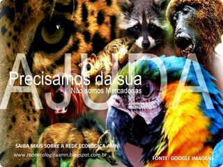 FONTE: GOOGLE IMAGENS
SAIBA MAIS SOBRE A REDE ECOLÓGICA AMN:
www.redeecologicaamn.blogspot.com.br
 