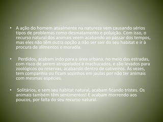 • A ação do homem atualmente na natureza vem causando sérios
tipos de problemas como desmatamento e poluição. Com isso, o
recurso natural dos animais veem acabando ao passar dos tempos,
mas eles não têm outra opção a não ser sair do seu habitat e ir à
procura de alimentos e moradia.
• Perdidos, acabam indo para a área urbana, no meio das estradas,
com risco de serem atropelados e machucados, e são levados para
zoológicos ou reservas, acabando dentro de cativeiros. Às vezes,
tem companhia ou ficam sozinhos em jaulas por não ter animais
com mesmas espécies.
• Solitários, e sem seu habitat natural, acabam ficando tristes. Os
animais também têm sentimentos! E acabam morrendo aos
poucos, por falta do seu recurso natural.
 