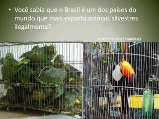 • Você sabia que o Brasil é um dos países do
mundo que mais exporta animais silvestres
ilegalmente?
FONTE: GOOGLE IMAGENS
 