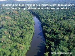 Riquíssimo em biodiversidade, o território brasileiro abrange
a maior floresta tropical do mundo, a floresta Amazônica.
FONTE: GOOGLE IMAGENS
 
