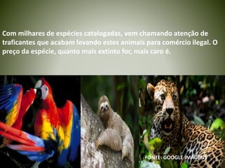 Com milhares de espécies catalogadas, vem chamando atenção de
traficantes que acabam levando estes animais para comércio ilegal. O
preço da espécie, quanto mais extinto for, mais caro é.
FONTE: GOOGLE IMAGENS
 