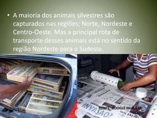 • A maioria dos animais silvestres são
capturados nas regiões; Norte, Nordeste e
Centro-Oeste. Mas a principal rota de
transporte desses animais está no sentido da
região Nordeste para o Sudeste.
FONTE: GOOGLE IMAGENS
 