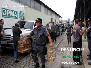 DENUNCIE!
LINHA VERDE
0800 61 8080
FONTE: GOOGLE IMAGENS
 