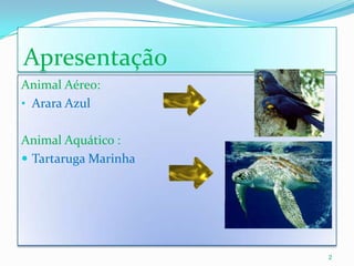  ApresentaçãoAnimal Aéreo:Arara Azul Animal Aquático :Tartaruga Marinha2