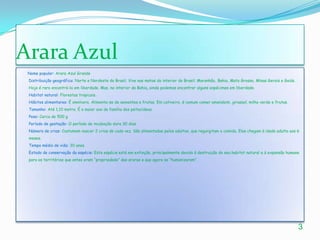 Arara AzulNome popular:Arara Azul Grande Distribuição geográfica:Norte e Nordeste do Brasil. Vive nas matas do interior do Brasil: Maranhão, Bahia, Mato Grosso, Minas Gerais e Goiás. Hoje é raro encontrá-la em liberdade. Mas, no interior da Bahia, ainda podemos encontrar alguns espécimes em liberdade. Habitat natural: Florestas tropicais.Hábitos alimentares: É omnívora. Alimenta-se de sementes e frutas. Em cativeiro, é comum comer amendoim, girassol, milho verde e frutas.Tamanho: Até 1,10 metro. É a maior ave da família dos psitacídeos.  Peso:Cerca de 500 gPeríodo de gestação: O período de incubação dura 30 dias.Número de crias: Costumam nascer 2 crias de cada vez. São alimentadas pelos adultos, que regurgitam a comida. Elas chegam à idade adulta aos 6 meses.Tempo médio de vida: 30 anos.   Estado de conservação da espécie:Esta espécie está em extinção, principalmente devido à destruição do seu habitat natural e à expansão humana para os territórios que antes eram “propriedade” das araras e que agora se “humanizaram”.3