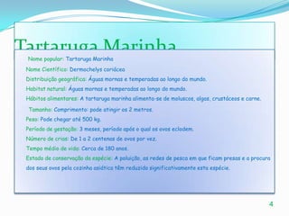 Tartaruga MarinhaNome popular: Tartaruga MarinhaNome Científico:Dermochelys coriácea Distribuição geográfica: Águas mornas e temperadas ao longo do mundo. Habitat natural: Águas mornas e temperadas ao longo do mundo.Hábitos alimentares: A tartaruga marinha alimenta-se de moluscos, algas, crustáceos e carne. Tamanho: Comprimento: pode atingir os 2 metros.Peso:Pode chegar até 500 kg.Período de gestação: 3 meses, período após o qual os ovos eclodem.Número de crias: De 1 a 2 centenas de ovos por vez.Tempo médio de vida: Cerca de 180 anos. Estado de conservação da espécie: A poluição, as redes de pesca em que ficam presas e a procura dos seus ovos pela cozinha asiática têm reduzido significativamente esta espécie. 4
