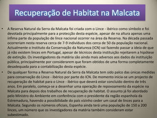 Recuperação de Habitat na MalcataA Reserva Natural da Serra da Malcata foi criada com o Lince - ibérico como símbolo e foi devotada principalmente para a protecção desta espécie, apesar de na altura apenas uma ínfima parte da população de lince nacional ocorrer na área da Reserva. Na década passada ocorreriam nesta reserva cerca de 7-9 indivíduos dos cerca de 50 da população nacional. Actualmente o Instituto da Conservação da Natureza (ICN) vai fazendo passar a ideia de que já não existem linces em Portugal, apesar de técnicos desta instituição rejeitarem a hipótese de extinção. Os investigadores da matéria são ainda mais adversos aos dados da instituição pública, principalmente por considerarem que foram obtidos de uma forma completamente desadequada para a contabilização desta espécie.De qualquer forma a Reserva Natural da Serra da Malcata tem sido palco das únicas medidas para conservação do Lince - ibérico por parte do ICN. De momento inicia-se um projecto de recuperação de habitat para o Lince - ibérico que deverá estar concluído dentro de três anos. Em paralelo, começa-se a desenhar uma operação de repovoamento da espécie na Malcata para depois dos trabalhos de recuperação de habitat. O assunto já foi abordado pelo Ministro do Ambiente em conferência com o presidente da região espanhola da Estremadura, havendo a possibilidade do país vizinho ceder um casal de linces para a Malcata. Segundo os números oficiais, Espanha ainda terá uma população de 150 a 200 linces, um número que os investigadores da matéria também consideram estar subestimado.  