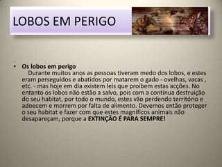 LOBOS EM PERIGOOs lobos em perigo    Durante muitos anos as pessoas tiveram medo dos lobos, e estes eram perseguidos e abatidos por matarem o gado - ovelhas, vacas , etc. - mas hoje em dia existem leis que proíbem estas acções. No entanto os lobos não estão a salvo, pois com a contínua destruição do seu habitat, por todo o mundo, estes vão perdendo território e adoecem e morrem por falta de alimento. Devemos então proteger o seu habitat e fazer com que estes magníficos animais não desapareçam, porque a EXTINÇÃO É PARA SEMPRE!