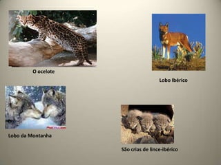 O ocelote Lobo IbéricoLobo da MontanhaSão crias de lince-ibérico