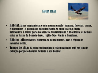 COPYRIGHT DVD6ÁGUIA REALHabitat: Áreas montanhosas e com menos pressão  humana, florestas, serras, e montanhas . A população nacional estima-se entre 56 e 63 casais nidificantes  a maior parte no Nordeste Transmontano e Alto Douro, os demais entre as Serras da Peneda Gerês, região Tejo, Marão e Guadiana.Hábitos  alimentares: Alimenta-se de mamíferos, aves e répteis de tamanho médio.Tempo de vida: 32 anos em liberdade e 46 em cativeiro está em vias de extinção porque o homem destruiu o seu habitat