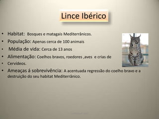 COPYRIGHT DVD7Lince IbéricoHabitat:  Bosques e matagais Mediterrânicos.População: Apenas cerca de 100 animais                Média de vida: Cerca de 13 anosAlimentação: Coelhos bravos, roedores ,aves  e crias de Cervídeos.Ameaças á sobrevivência: A acentuada regressão do coelho bravo e a destruição do seu habitat Mediterrânico.