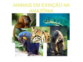 ANIMAIS EM EXINÇÃO NA AMAZÔNIA 