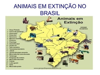 ANIMAIS EM EXTINÇÃO NO BRASIL 