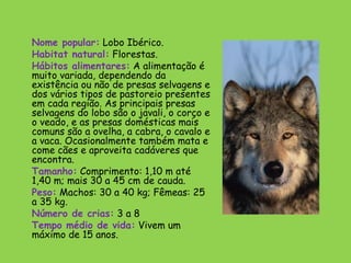 Nome popular: Lobo Ibérico.
Habitat natural: Florestas.
Hábitos alimentares: A alimentação é
muito variada, dependendo da
existência ou não de presas selvagens e
dos vários tipos de pastoreio presentes
em cada região. As principais presas
selvagens do lobo são o javali, o corço e
o veado, e as presas domésticas mais
comuns são a ovelha, a cabra, o cavalo e
a vaca. Ocasionalmente também mata e
come cães e aproveita cadáveres que
encontra.
Tamanho: Comprimento: 1,10 m até
1,40 m; mais 30 a 45 cm de cauda.
Peso: Machos: 30 a 40 kg; Fêmeas: 25
a 35 kg.
Número de crias: 3 a 8
Tempo médio de vida: Vivem um
máximo de 15 anos.
 