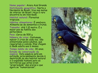 Nome popular: Arara Azul Grande
Distribuição geográfica: Norte e
Nordeste do Brasil. Vive nas matas
do interior do Brasil. Hoje é raro
encontrá-la em liberdade.
Habitat natural: Florestas
tropicais.
Hábitos alimentares: É omnívora.
Alimenta-se de sementes e frutas.
Tamanho: Até 1,10 metro. É a
maior ave da família dos
psitacídeos.  
Peso: Cerca de 500 g
Número de crias: Costumam
nascer 2 crias de cada vez. São
alimentadas pelos adultos, que
regurgitam a comida. Elas chegam
à idade adulta aos 6 meses.
Tempo médio de vida: 30 anos.  
Estado de conservação da
espécie: Esta espécie está em
extinção, principalmente devido à
destruição do seu habitat natural
e à expansão humana para os
territórios que antes eram
“propriedade” das araras e que
agora se “humanizaram”.
 