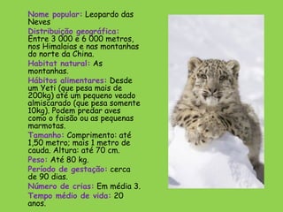 Nome popular: Leopardo das
Neves
Distribuição geográfica:
Entre 3 000 e 6 000 metros,
nos Himalaias e nas montanhas
do norte da China.
Habitat natural: As
montanhas.
Hábitos alimentares: Desde
um Yeti (que pesa mais de
200kg) até um pequeno veado
almiscarado (que pesa somente
10kg). Podem predar aves
como o faisão ou as pequenas
marmotas.
Tamanho: Comprimento: até
1,50 metro; mais 1 metro de
cauda. Altura: até 70 cm.
Peso: Até 80 kg.
Período de gestação: cerca
de 90 dias.
Número de crias: Em média 3.
Tempo médio de vida: 20
anos.
 