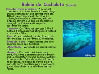 Baleia de Cachalote             (Açores)
Características principais: A principal
característica do cachalote é a sua cabeça
grande rectangular, que corresponde até
40% do seu comprimento total. A sua
coloração é escura e uniforme, indo do
cinza ao castanho. A pele do cachalote é
enrugada, principalmente na parte
posterior do corpo.
 Tamanho: Os filhos nascem com 3,5 a 4
metros. Fêmeas adultas atingem 12 metros
e os machos 18 m.
 Peso: O peso médio do macho é cerca de
45 toneladas, e o da fêmea 20 toneladas.
Gestação e cria: Nasce apenas uma cria,
pesando cerca de 1 tonelada.
 Alimentação: Variedade de peixes, lulas e
polvos
 Ameaças: Por causa dos seus caros
produtos, como o espermacete e o âmbar-
gris, o cachalote tem uma das mais antigas
e contínuas histórias de exploração entre
os cetáceos. As redes de deriva de alto
mar, são outro problema para o cachalote,
que acidentalmente se emalham nestas
redes.
 