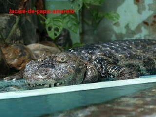 Jacaré-de-papo-amarelo

 