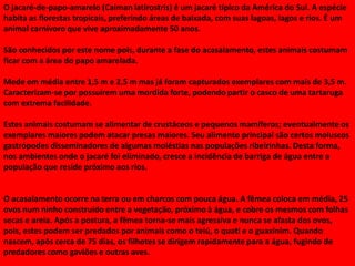 O jacaré-de-papo-amarelo (Caiman latirostris) é um jacaré típico da América do Sul. A espécie
habita as florestas tropicais, preferindo áreas de baixada, com suas lagoas, lagos e rios. É um
animal carnívoro que vive aproximadamente 50 anos.
São conhecidos por este nome pois, durante a fase do acasalamento, estes animais costumam
ficar com a área do papo amarelada.
Mede em média entre 1,5 m e 2,5 m mas já foram capturados exemplares com mais de 3,5 m.
Caracterizam-se por possuírem uma mordida forte, podendo partir o casco de uma tartaruga
com extrema facilidade.
Estes animais costumam se alimentar de crustáceos e pequenos mamíferos; eventualmente os
exemplares maiores podem atacar presas maiores. Seu alimento principal são certos moluscos
gastrópodes disseminadores de algumas moléstias nas populações ribeirinhas. Desta forma,
nos ambientes onde o jacaré foi eliminado, cresce a incidência de barriga de água entre a
população que reside próximo aos rios.

O acasalamento ocorre na terra ou em charcos com pouca água. A fêmea coloca em média, 25
ovos num ninho construído entre a vegetação, próximo à água, e cobre os mesmos com folhas
secas e areia. Após a postura, a fêmea torna-se mais agressiva e nunca se afasta dos ovos,
pois, estes podem ser predados por animais como o teiú, o quati e o guaxinim. Quando
nascem, após cerca de 75 dias, os filhotes se dirigem rapidamente para a água, fugindo de
predadores como gaviões e outras aves.

 