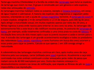 Tartaruga-marinha (Cheloniidae) é a família da ordem das tartarugas que inclui as espécies
de tartaruga que vivem no mar. O grupo é constituído por seis géneros e sete espécies,
todas elas ameaçadas de extinção.
As tartarugas-marinhas habitam todos os oceanos, excepto o Oceano Antártico, em zonas
de água tropical e subtropical. A maioria das espécies são migratórias e vagueiam pelos
oceanos, orientando-se com a ajuda do campo magnético terrestre. A tartaruga-de-couro é
a maior espécie, atingindo 2 m de comprimento e 1,5 m de largura, para 600 kg de peso.
Após atingir a maturidade sexual, em muitas espécies apenas por volta dos 30 anos, a
fêmea regressa à praia onde nasceu para enterrar os seus ovos na areia. As tartarugas são
extremamente fiéis a este local e não nidificam noutras praias. As posturas da tartaruga de
Kemp, por exemplo, estão totalmente confinadas a uma única praia na costa do México. A
incubação leva cerca de dois meses após o que os juvenis escavam a saída e correm para o
mar. A eclosão das tartarugas é um grande acontecimento ecológico e todos os predadores
das redondezas (aves, peixes, mamíferos e seres humanos em busca dos ovos) acorrem a
estas praias para caçar os juvenis. Calcula-se que apenas 1 em 100 consiga atingir a
maturidade.
A sobrevivência das tartarugas-marinhas continua em risco, após muitos anos de caça
intensiva pela sua carapaça, carne (utilizada para sopa) e gordura. Atualmente a caça está
controlada mas estes animais continuam a estar ameaçados pelas redes de pesca que
matam cerca de 40 000 exemplares por ano. Outra das maiores ameaças é o
desenvolvimento costeiro nas áreas de nidificação, que impede as fêmeas de pôr os ovos e
impossibilita a sua reprodução.

 