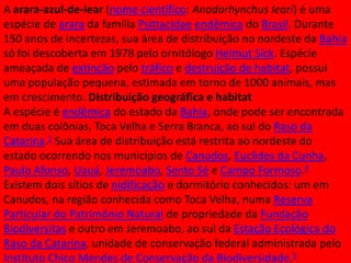 A arara-azul-de-lear (nome científico: Anodorhynchus leari) é uma
espécie de arara da família Psittacidae endêmica do Brasil. Durante
150 anos de incertezas, sua área de distribuição no nordeste da Bahia
só foi descoberta em 1978 pelo ornitólogo Helmut Sick. Espécie
ameaçada de extinção pelo tráfico e destruição de habitat, possui
uma população pequena, estimada em torno de 1000 animais, mas
em crescimento. Distribuição geográfica e habitat
A espécie é endêmica do estado da Bahia, onde pode ser encontrada
em duas colônias, Toca Velha e Serra Branca, ao sul do Raso da
Catarina.1 Sua área de distribuição está restrita ao nordeste do
estado ocorrendo nos municípios de Canudos, Euclides da Cunha,
Paulo Afonso, Uauá, Jeremoabo, Sento Sé e Campo Formoso.4
Existem dois sítios de nidificação e dormitório conhecidos: um em
Canudos, na região conhecida como Toca Velha, numa Reserva
Particular do Patrimônio Natural de propriedade da Fundação
Biodiversitas e outro em Jeremoabo, ao sul da Estação Ecológica do
Raso da Catarina, unidade de conservação federal administrada pelo
Instituto Chico Mendes de Conservação da Biodiversidade.5

 