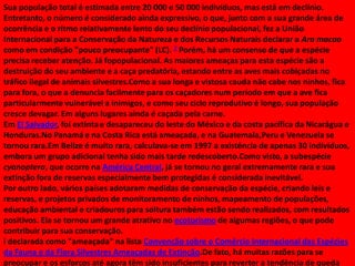Sua população total é estimada entre 20 000 e 50 000 indivíduos, mas está em declínio.
Entretanto, o número é considerado ainda expressivo, o que, junto com a sua grande área de
ocorrência e o ritmo relativamente lento do seu declínio populacional, fez a União
Internacional para a Conservação da Natureza e dos Recursos Naturais declarar a Ara macao
como em condição "pouco preocupante" (LC). 7 Porém, há um consenso de que a espécie
precisa receber atenção. Já fopopulacional. As maiores ameaças para esta espécie são a
destruição do seu ambiente e a caça predatória, estando entre as aves mais cobiçadas no
tráfico ilegal de animais silvestres.Como a sua longa e vistosa cauda não cabe nos ninhos, fica
para fora, o que a denuncia facilmente para os caçadores num período em que a ave fica
particularmente vulnerável a inimigos, e como seu ciclo reprodutivo é longo, sua população
cresce devagar. Em alguns lugares ainda é caçada pela carne.
Em El Salvador, foi extinta e desapareceu do leste do México e da costa pacífica da Nicarágua e
Honduras.No Panamá e na Costa Rica está ameaçada, e na Guatemala,Peru e Venezuela se
tornou rara.Em Belize é muito rara, calculava-se em 1997 a existência de apenas 30 indivíduos,
embora um grupo adicional tenha sido mais tarde redescoberto.Como visto, a subespécie
cyanoptera, que ocorre na América Central, já se tornou no geral extremamente rara e sua
extinção fora de reservas especialmente bem protegidas é considerada inevitável.
Por outro lado, vários países adotaram medidas de conservação da espécie, criando leis e
reservas, e projetos privados de monitoramento de ninhos, mapeamento de populações,
educação ambiental e criadouros para soltura também estão sendo realizados, com resultados
positivos. Ela se tornou um grande atrativo no ecoturismo de algumas regiões, o que pode
contribuir para sua conservação.
i declarada como "ameaçada" na lista Convenção sobre o Comércio Internacional das Espécies
da Fauna e da Flora Silvestres Ameaçadas de Extinção.De fato, há muitas razões para se
preocupar e os esforços até agora têm sido insuficientes para reverter a tendência de queda

 