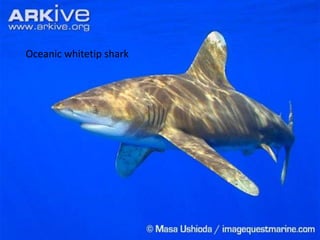 Oceanic whitetip shark

 