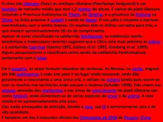 O chiru (do tibetano Chiru) ou antílope-tibetano (Pantholops hodgsonii) é um
bovídeo de tamanho médio que tem 1,2 metros de altura. É nativo do platô tibetano
incluindo a Província Autônoma do Tibete, de Qinghai, e a província de Xinjiang na
China; na Índia próximo à Ladakh e oeste do Nepal. O seu pêlo é cinzento a marromavermelhado, com o ventre branco. Os machos têm os chifres curvados para trás, e
que medem aproximadamente 50 cm de comprimento.
Apesar de estar classificado na subfamília Antilopinae, as evidências morfoanatômicas e moleculares recentes sugerem que o Chiru está mais pròxima às cabras
e à subfamília Caprinae (Gentry 1992, Gatesy et al. 1992, Ginsberg et al. 1999).
Alguns pesquisadores o classificam como sendo da subfamília Pantholopinae,
juntamente com a Saiga.

Ele é gregário, às vezes formam rebanhos de centenas. As fêmeas, no verão, migram
até 300 quilômetros à cada ano para ir ao lugar onde nasceram, onde dão
geralmente o nascimento a uma única cria, e voltam no outono tardio para reunir-se
com os machos nos territórios onde passam o inverno (Schaller 1998). Eles vivem nas
estepes elevadas das montanhas e nas áreas de semi-deserto do platô tibetano tais
como Kekexili, onde alimentam-se de várias espécies de ervas e de grama. A vida
média é de aproximadamente oito anos.
Eles estão ameaçados de extinção, devido à caça, sua lã é extremamente cara e de
alta qualidade.
É também um dos 5 mascotes oficiais das Olimpíadas de 2008 de Pequim, China

 