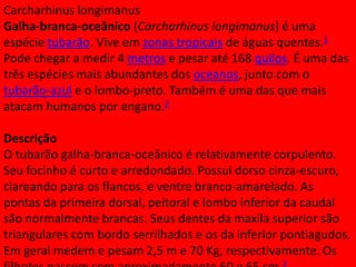 Carcharhinus longimanus
Galha-branca-oceânico (Carcharhinus longimanus) é uma
espécie tubarão. Vive em zonas tropicais de águas quentes.1
Pode chegar a medir 4 metros e pesar até 168 quilos. É uma das
três espécies mais abundantes dos oceanos, junto com o
tubarão-azul e o lombo-preto. Também é uma das que mais
atacam humanos por engano.2
Descrição
O tubarão galha-branca-oceânico é relativamente corpulento.
Seu focinho é curto e arredondado. Possui dorso cinza-escuro,
clareando para os flancos, e ventre branco-amarelado. As
pontas da primeira dorsal, peitoral e lombo inferior da caudal
são normalmente brancas. Seus dentes da maxila superior são
triangulares com bordo serrilhados e os da inferior pontiagudos.
Em geral medem e pesam 2,5 m e 70 Kg, respectivamente. Os
3

 