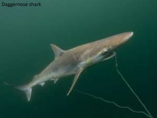 Daggernose shark

 