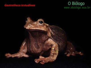 Gastrotheca testudinea

 