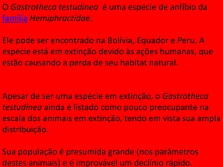 O Gastrotheca testudinea é uma espécie de anfíbio da
família Hemiphractidae.
Ele pode ser encontrado na Bolívia, Equador e Peru. A
espécie está em extinção devido às ações humanas, que
estão causando a perda de seu habitat natural.

Apesar de ser uma espécie em extinção, o Gastrotheca
testudinea ainda é listado como pouco preocupante na
escala dos animais em extinção, tendo em vista sua ampla
distribuição.
Sua população é presumida grande (nos parâmetros
destes animais) e é improvável um declínio rápido.

 