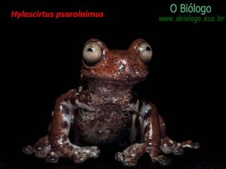 Hyloscirtus psarolaimus

 