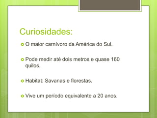Curiosidades:
 O maior carnívoro da América do Sul.
 Pode medir até dois metros e quase 160
quilos.
 Habitat: Savanas e florestas.
 Vive um período equivalente a 20 anos.
 