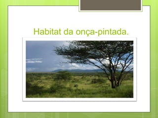Habitat da onça-pintada.
 