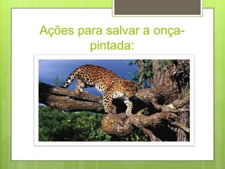 Ações para salvar a onça-
pintada:
 